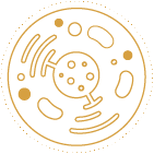 Gold icon indicating Cellular Health Supplements from Bonasana Health