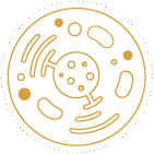 Gold icon indicating Cellular Health Supplements from Bonasana Health